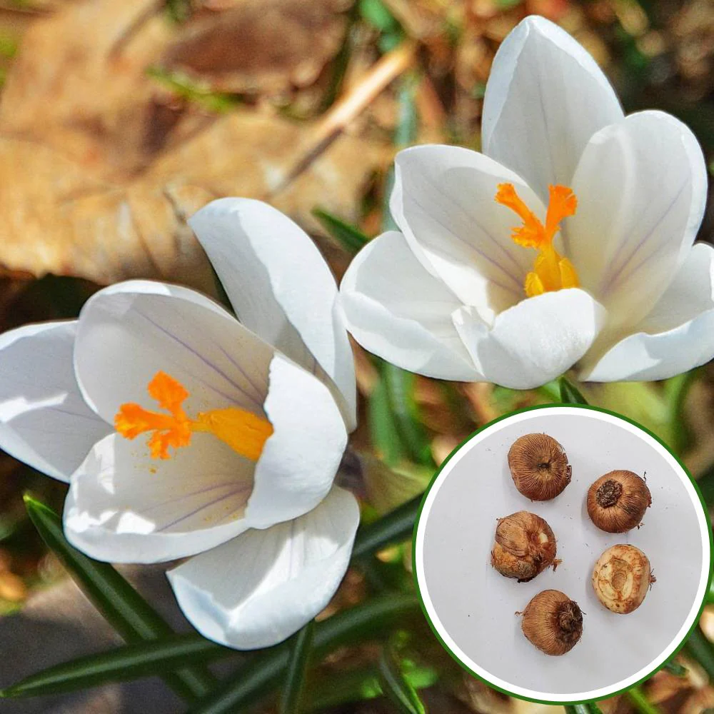 Crocus Jeanne D'arc (White) Flower Bulbs (05N) - Image 2