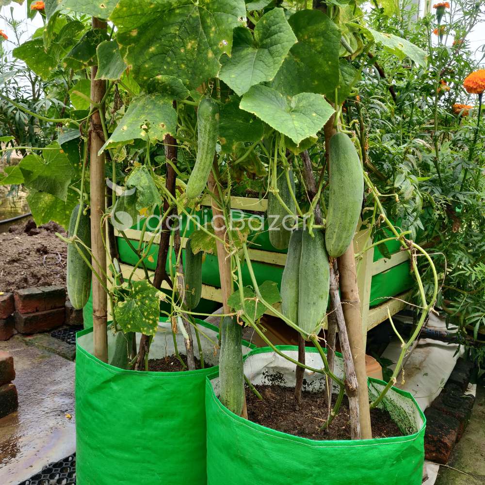 Cucumber (Kheera) Hybrid Seeds - 20 Seeds (Kakdi/ककड़ी/खीरा के बीज) - High Germination, Easy to Grow, High Yield Seeds For Terrace Gardening - Image 5