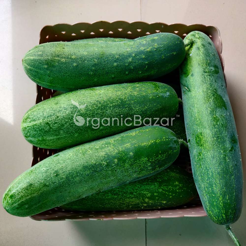 Cucumber (Kheera) Hybrid Seeds - 20 Seeds (Kakdi/ककड़ी/खीरा के बीज) - High Germination, Easy to Grow, High Yield Seeds For Terrace Gardening - Image 6