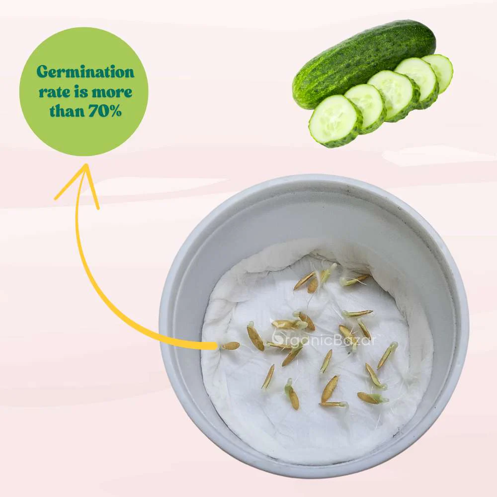 Cucumber (Kheera) Hybrid Seeds - 20 Seeds (Kakdi/ककड़ी/खीरा के बीज) - High Germination, Easy to Grow, High Yield Seeds For Terrace Gardening - Image 8