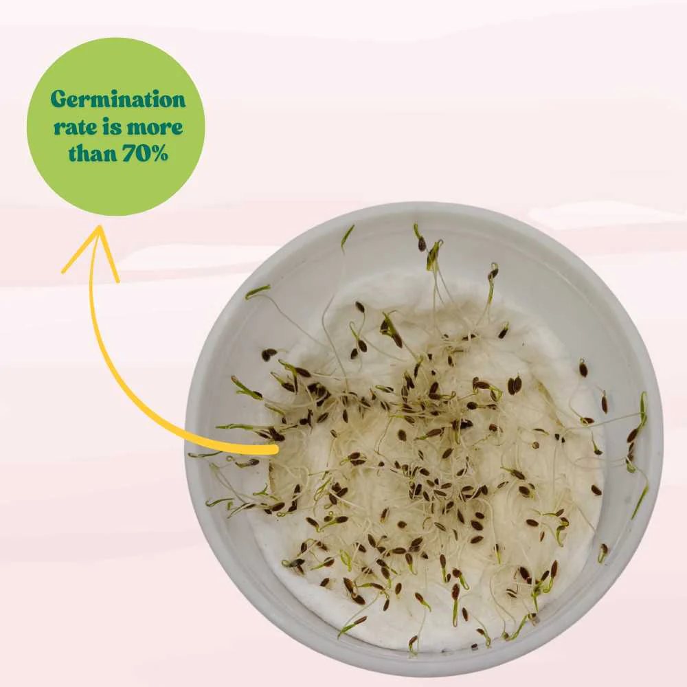 Dill Seeds - 100 Seeds (डिल के बीज) - Image 4