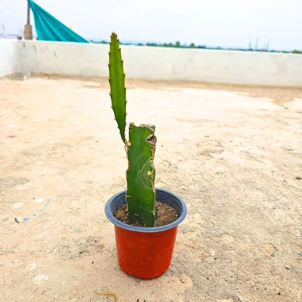 Dragon Fruit Live Plant For Planting in Home Garden - Red - Image 3