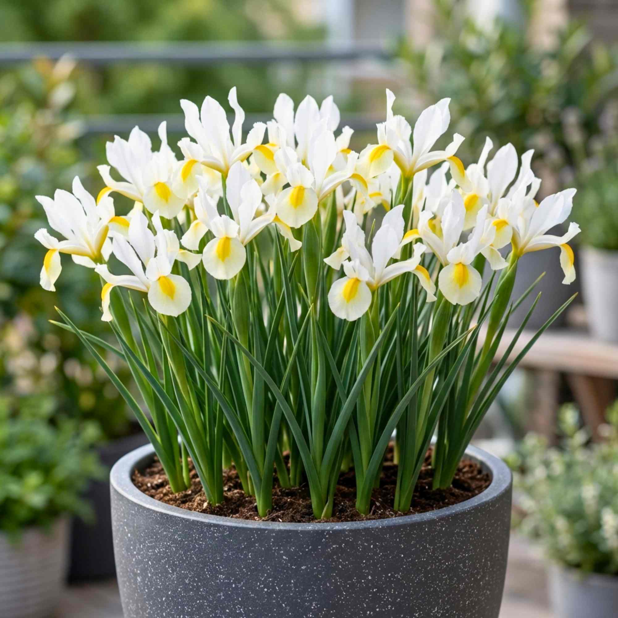 Dutch Iris Apollo Flower Bulbs (05 Bulbs) - Image 2