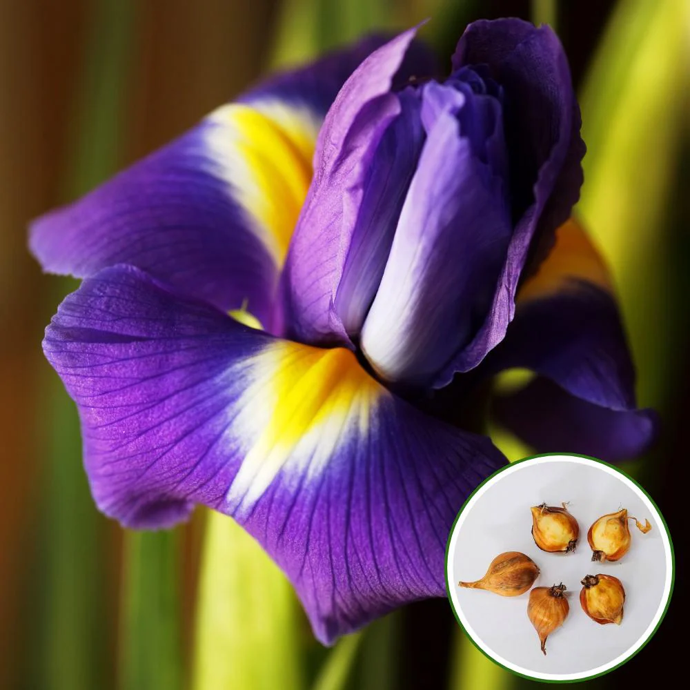 Dutch Iris Eye of the Tiger Flower Bulbs (05 Bulbs) - Image 2