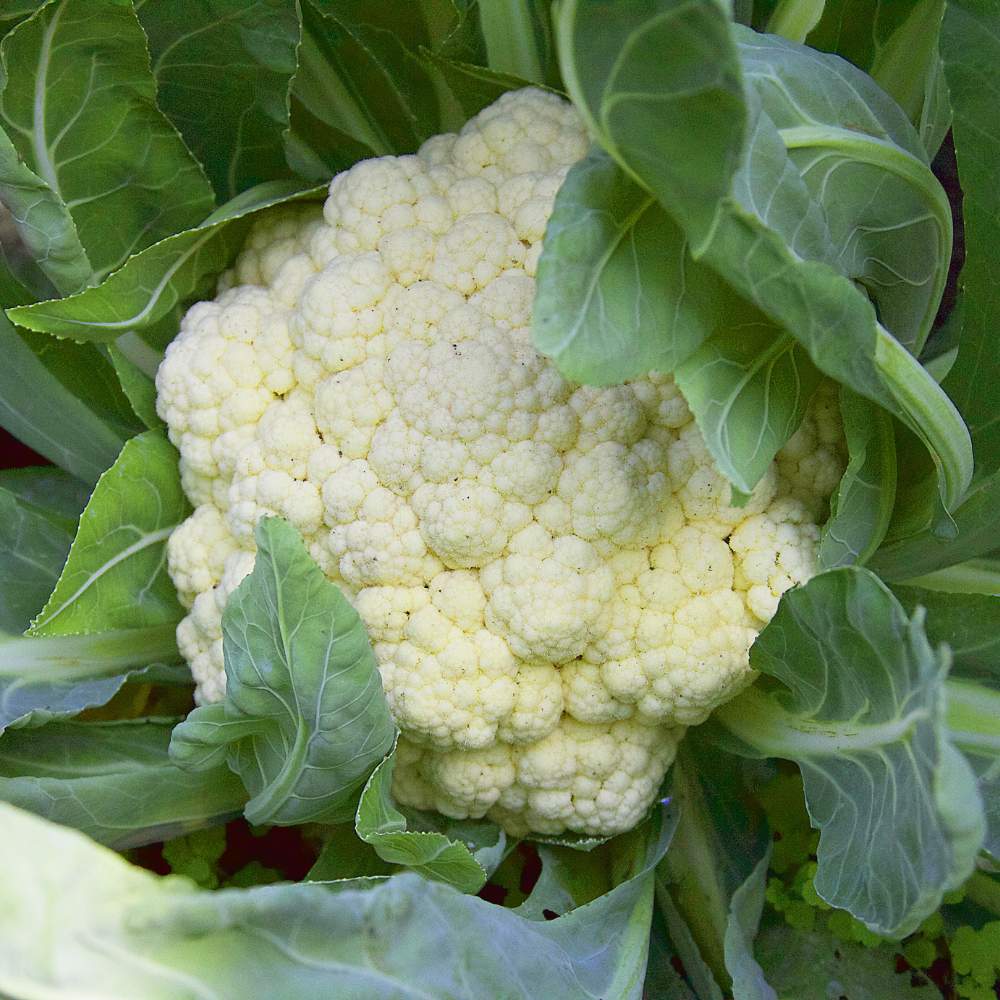 Early Cauliflower Seeds - 100 Seeds(Phool Gobhi/फूलगोभी के बीज) Early Harvest Variety 🥦 | Easy to Grow 🌱 | Ideal for Terrace & Kitchen Gardening 🏡 - Image 2