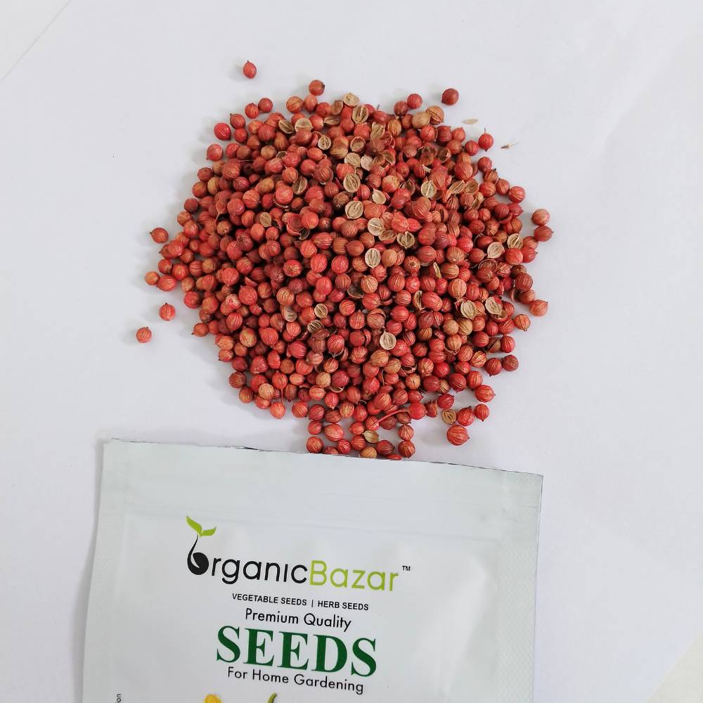 Early Coriander Seeds For Home Gardening Harvest In 4-6 Weeks (1000 Seeds) - Image 6