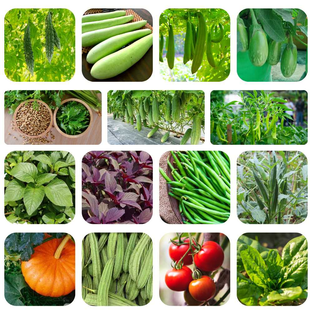 15 Easy To Grow Summer Vegetables Seeds Kit For Home Garden - Image 3