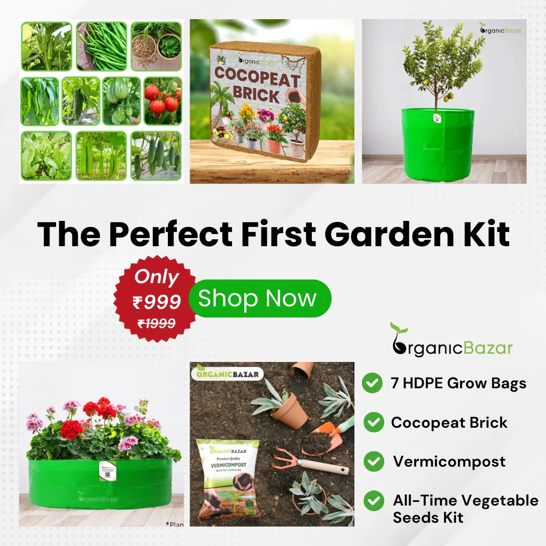 OrganicBazar Easy Vegetable Gardening Kit for Home Garden - Starter Kit - Image 3