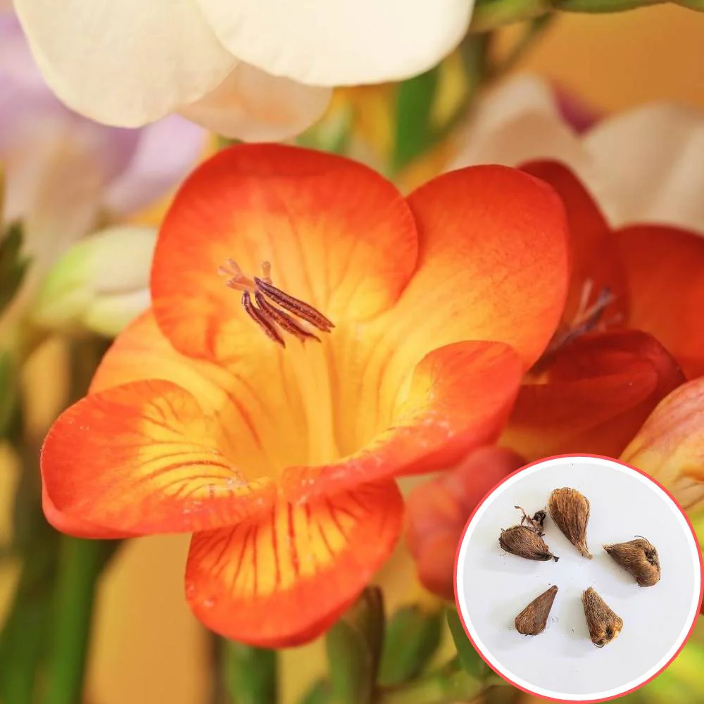 Freesia Orange Flower Bulbs (05 Bulbs) - Image 2
