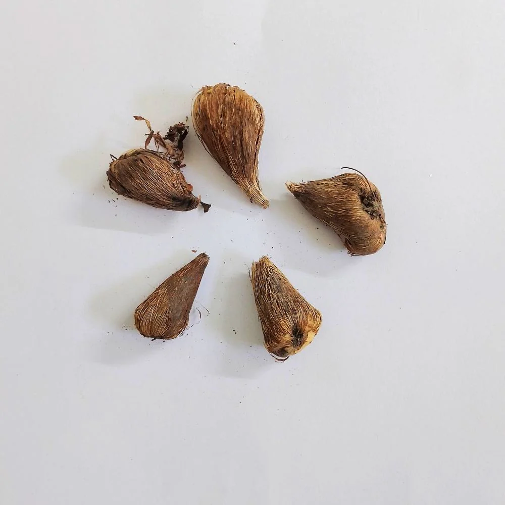 Freesia Purple Flower Bulbs (05 bulbs) - Image 3