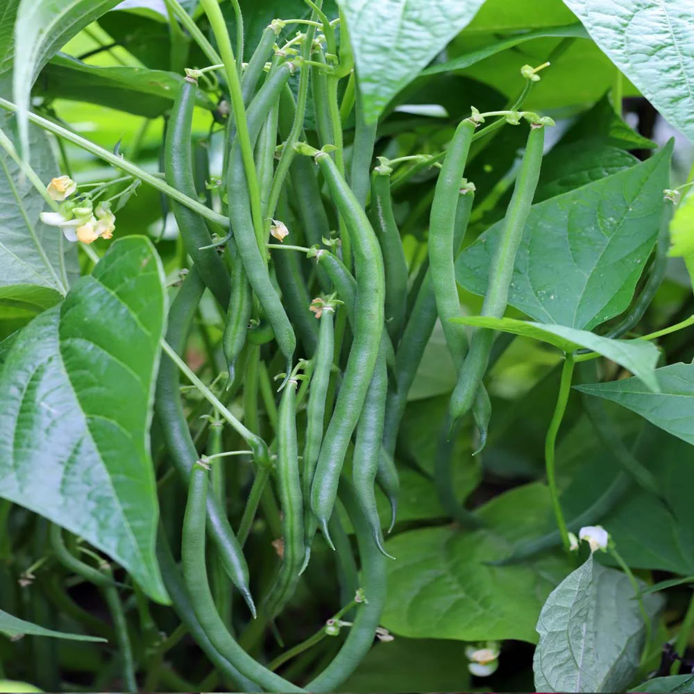 French Beans Seeds - 20 Seeds (फ्रेंच बीन्स के बीज) High Germination, Easy to Grow, High Yield Seeds For Terrace Gardening - Image 4