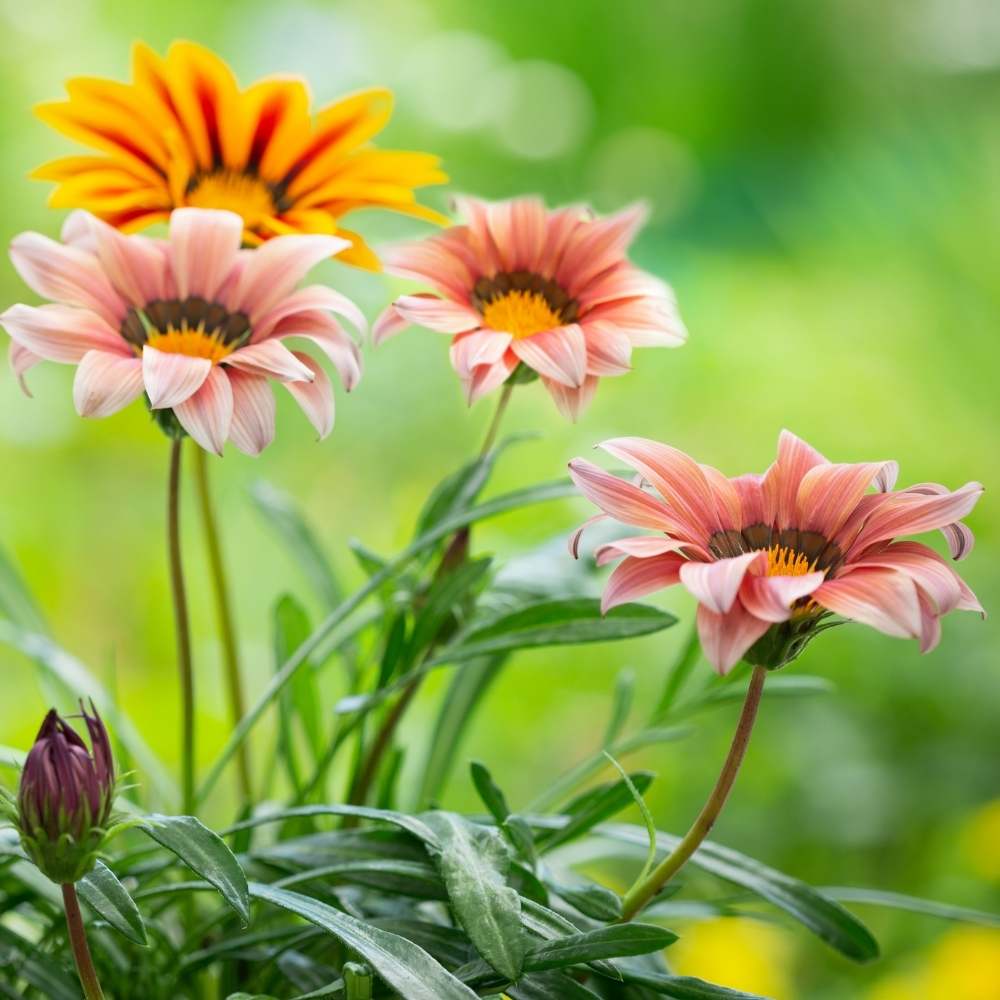Gazania Star Light Dwarf Mix Seeds (150 Seeds) Easy To Grow, High Germination, Perfect for pots, balconies, or Terrace gardens - Image 2