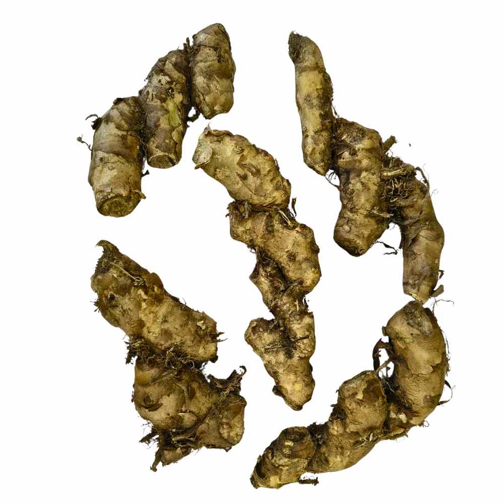 Ginger Lily Yellow Flower Bulbs (05N) Fragrant & Beautiful Garden Blooms 🌼 - Image 4