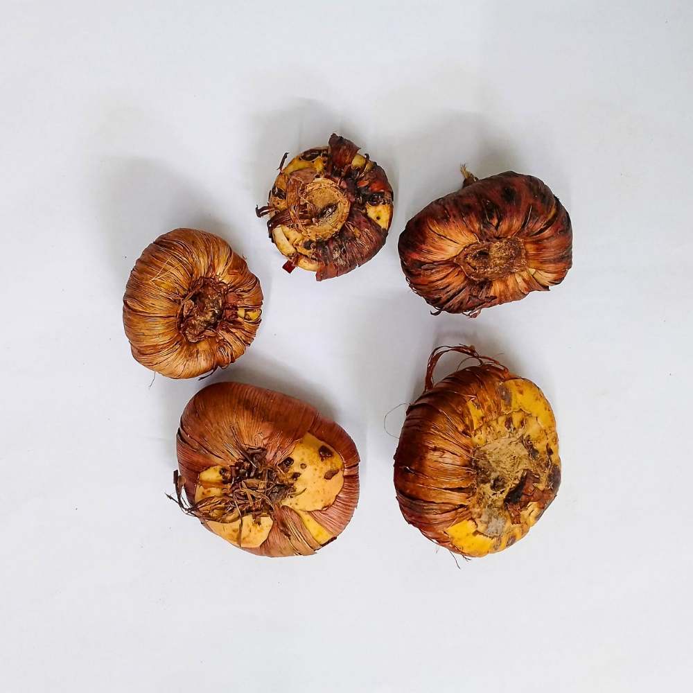 Gladiolus Yellow Flower Bulbs - Image 3
