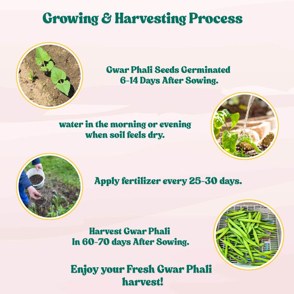 Gwar Phali Seeds - 50 Seeds (Cluster Beans/क्लस्टर बीन्स/ग्वार फली के बीज) High Germination, Easy to Grow Seeds For Terrace Gardening - Image 7