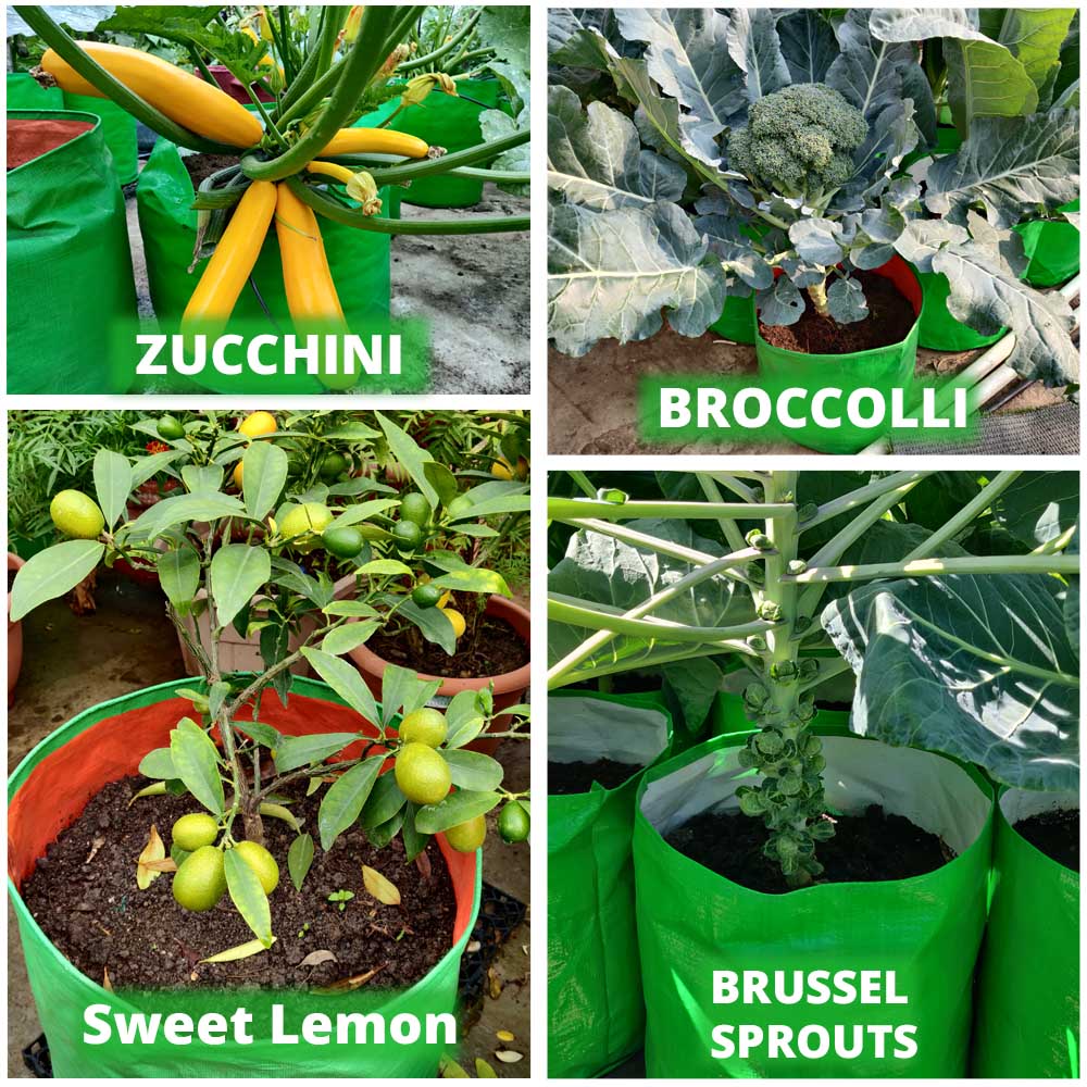 OrganicBazar 15x15 Grow Bag for Vegetable Gardening, Premium HDPE 260 GSM, Green Plant Bags for Terrace Garden - Image 14