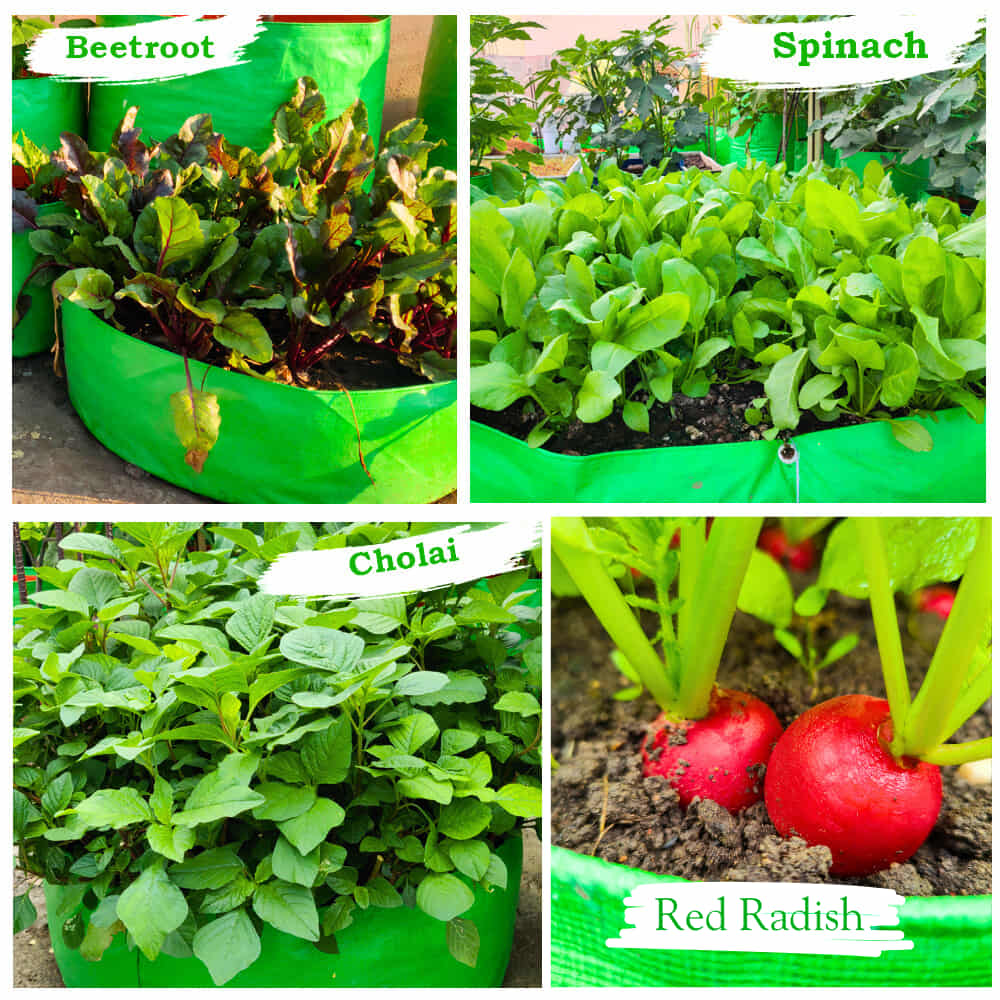 OrganicBazar 18x6 Grow Bag for Leafy Vegetables, Premium HDPE 260 GSM, Green Plant Bags for Terrace Garden - Image 9