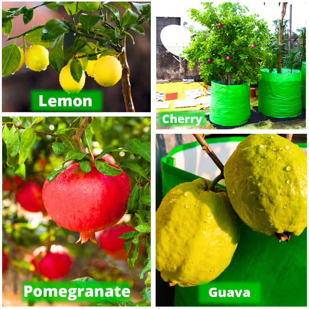 HDPE 24x18 Grow Bags for Terrace Gardening Extra Thick Premium Quality Grow Bags - Image 7