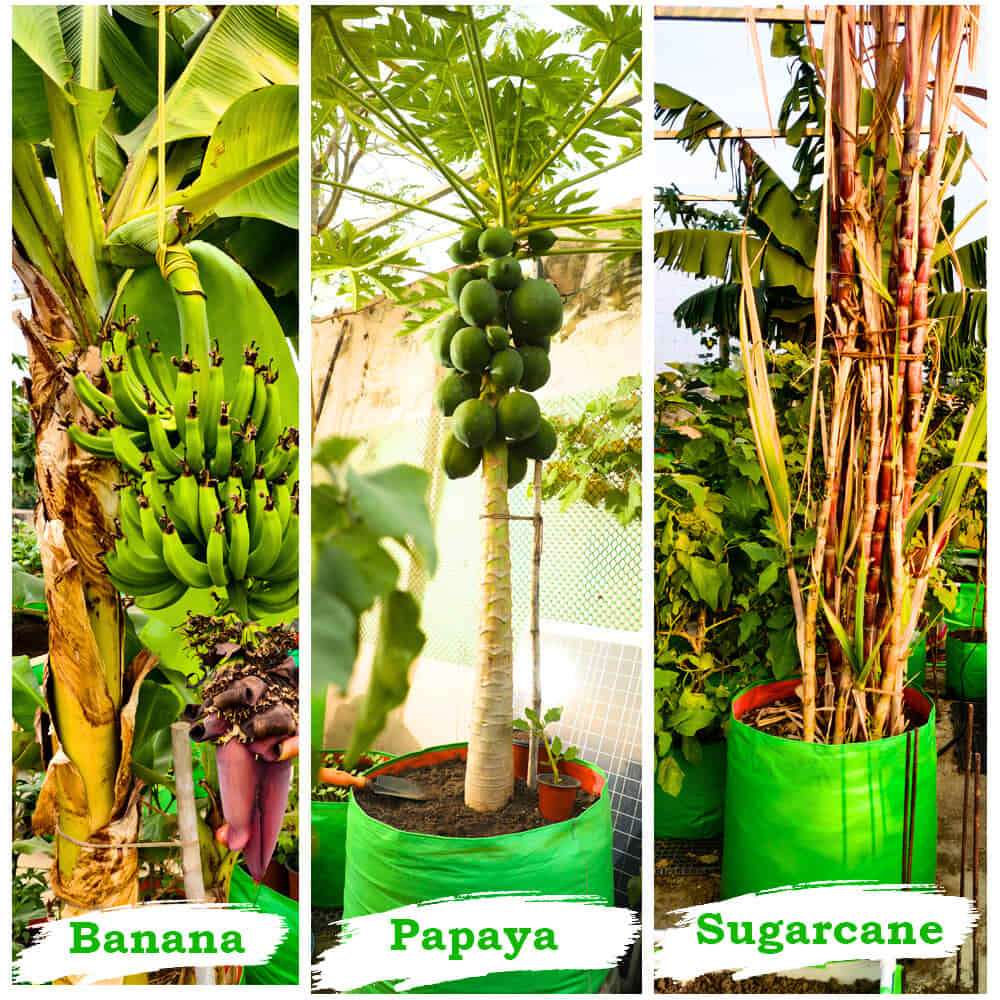 OrganicBazar HDPE 24x24 Big Size Grow Bags for Home Gardening | Plants Bags for Fruits, Vegetables, & Flowers | Round Green Planting Bags | 260 GSM Garden Growing Bag - Image 6