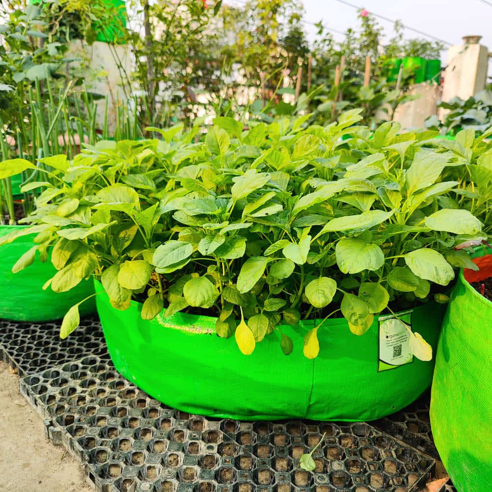 OrganicBazar 24x9 Grow Bag for Leafy Vegetables, Premium HDPE 260 GSM, Green Plant Bags for Terrace Garden - Image 6