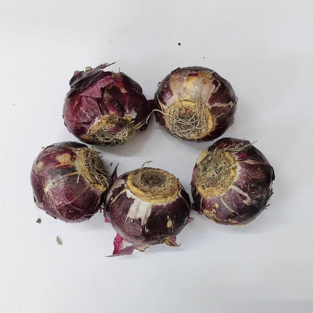 Hyacinth Blue Flower Bulbs (05N) - Image 2
