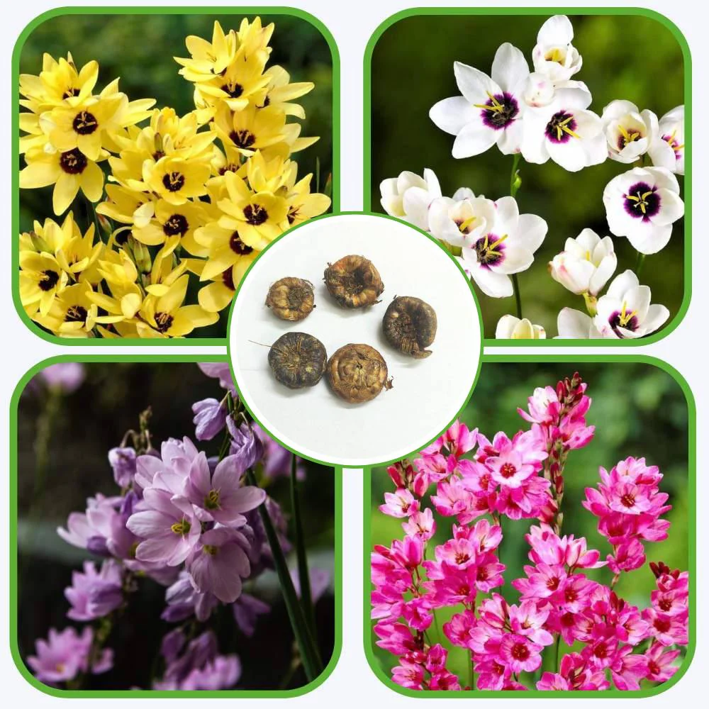 Ixia Mixed Color Flower Bulbs (05 Bulbs) - Image 2