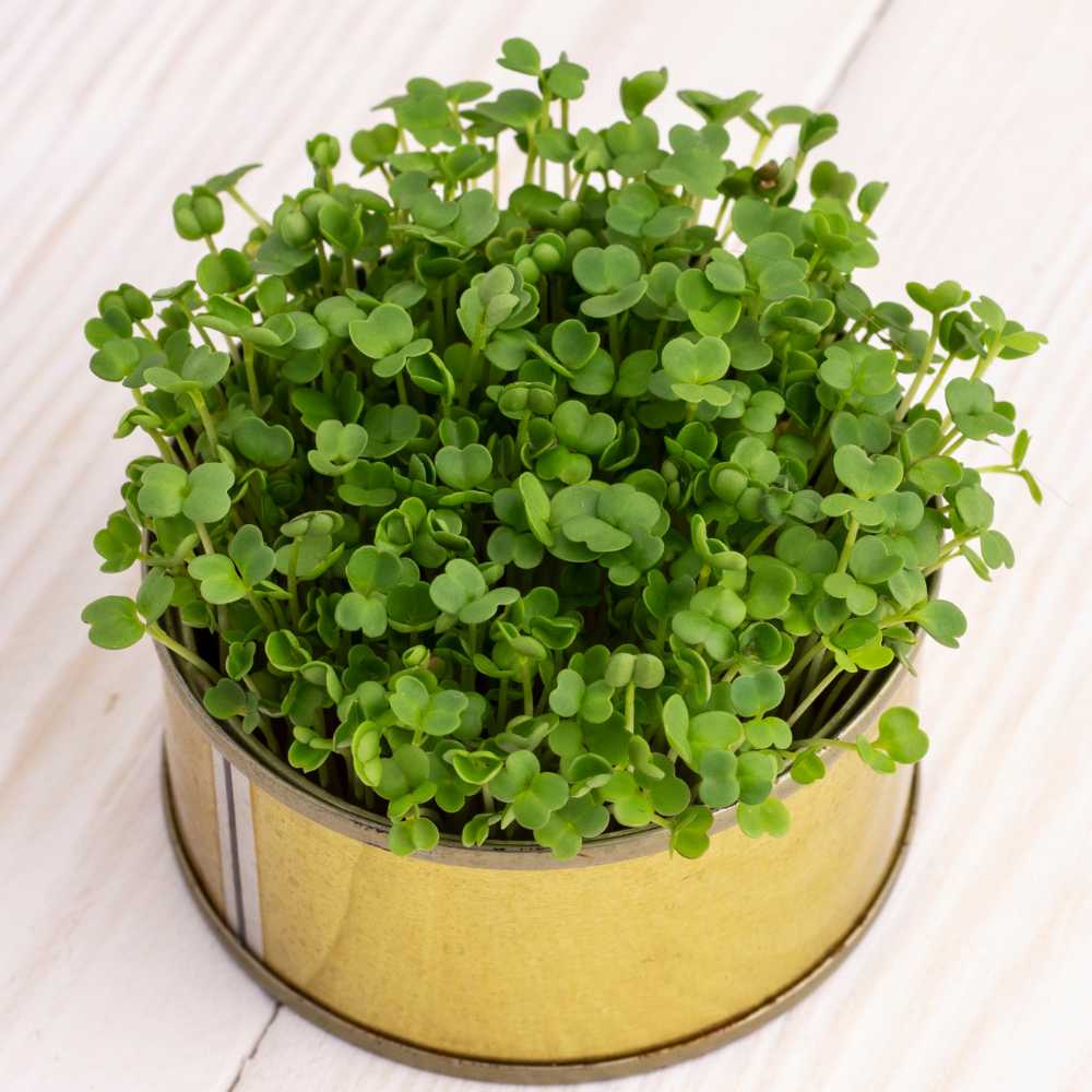 Kale Green Microgreen Seeds (20g) - Image 2