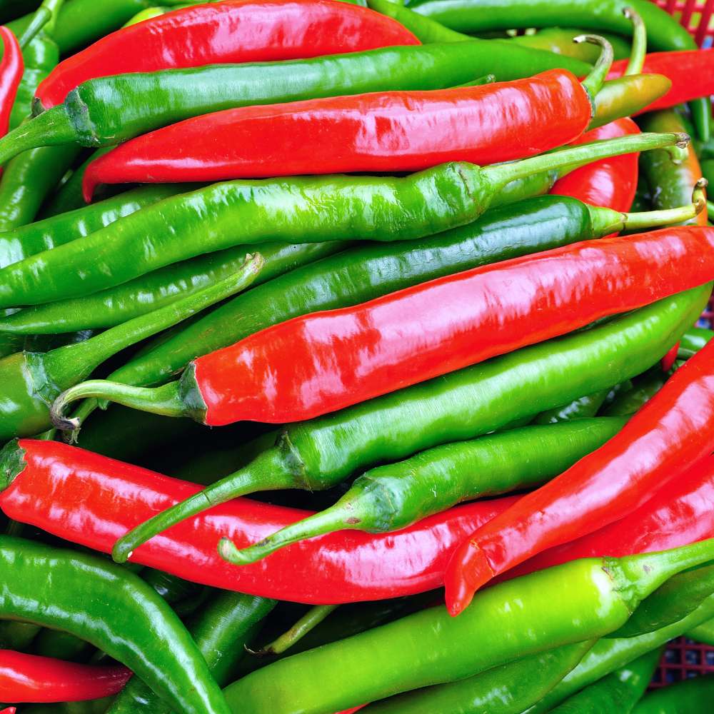 Kashmiri Chilli Seeds - (50 Seeds) High Yield | High Germination | Best for Home Gardens (Kashmiri Laal Mirch ke Beej / कश्मीरी मिर्च के बीज) - Image 4