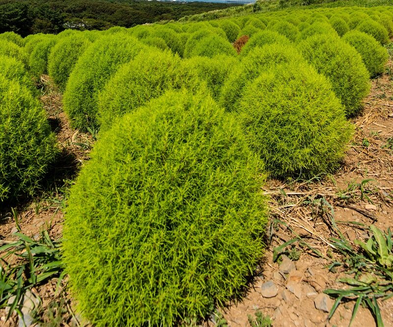 Kochia Fire Bush Seeds