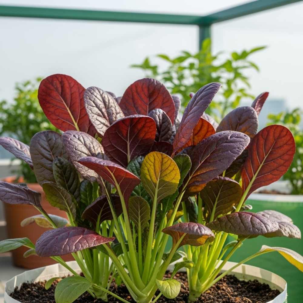 Komatsuna Red (Japanese Mustard) Seeds (250 Seeds) Easy To Grow, Suitable for pots, grow bags, Premium Quality Seeds For Terrace Gardening - Image 2