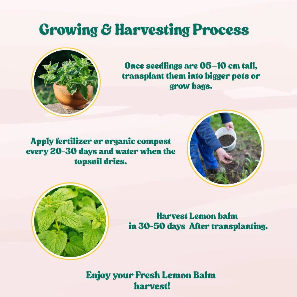 Lemon Balm Seeds - 200 Seeds (लेमन बाम के बीज) High Germination/ Easy to Grow/ Ideal For Terrace Gradening - Image 6