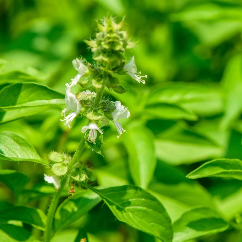 Lemon Basil Seeds - 200 Seeds (Tulsi/लेमन तुलसी के बीज) High Germination/Perfect for pots, balconies, or Terrace gardens - Image 2