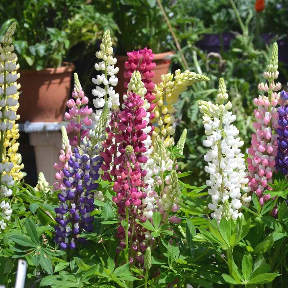 Lupin (Bluebonnet) Hartwegii Pixie Mix Seeds - (50 Seeds) High Germination/ Easy To grow/ Perfect for pots, balconies, or Terrace gardens - Image 2
