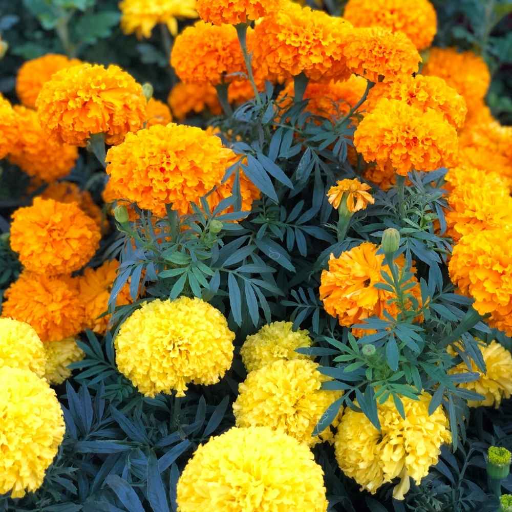 Marigold Mixed Color Seeds - 100 Seeds (Genda/ गेंदा के बीज) High Germination/ Easy To grow/ Perfect for pots, balconies, or Terrace gardens - Image 4