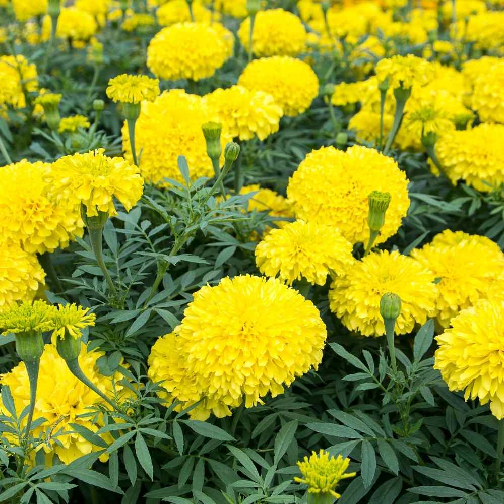 Marigold Yellow Flower Seeds - 100 Seeds (Pila Genda/ पीले गेंदा के बीज) High Germination/ Easy To grow/ Perfect for pots, balconies, or Terrace gardens - Image 4