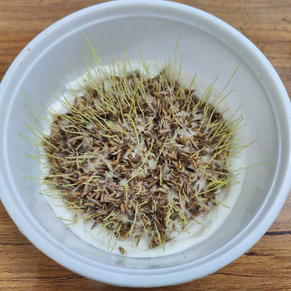 Mexican Lawn Grass Seeds For Lawn Garden (100g) - Image 3