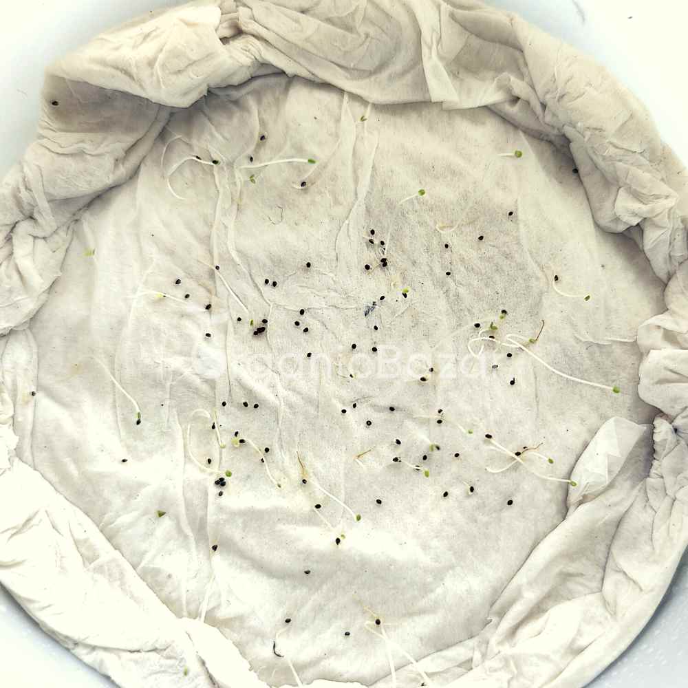Mint/Peppermint (Mentha Pipreta) Seeds Pudina Ke Beej - पुदीना के बीज (200 Seeds) - Image 4