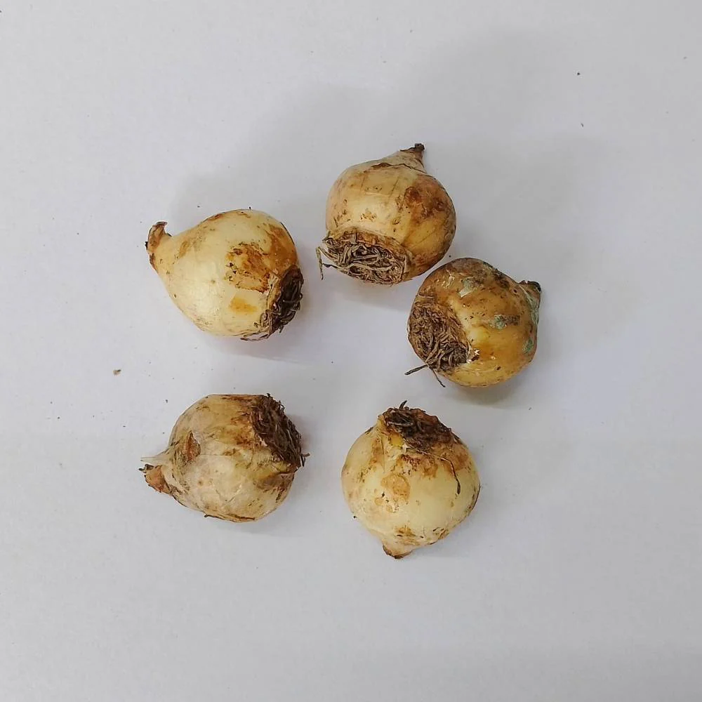 Muscari Armeniacum (Blue) Flower Bulbs (05N) - Image 3