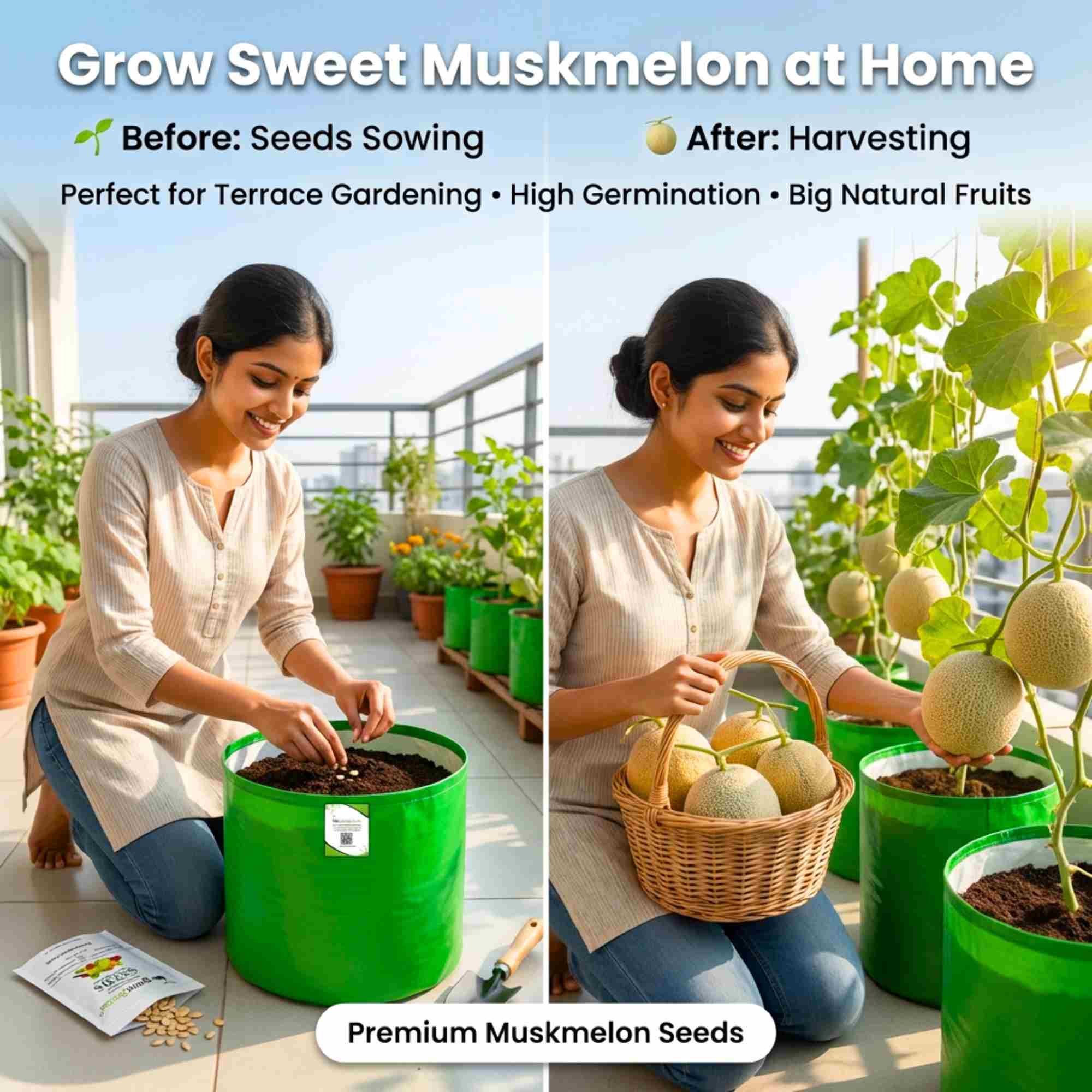 Musk Melon Seeds - 12 Seeds (kharabooja/खरबूजा के बीज) Easy To grow, High Germination, High Yield Kharbooj Seeds for Home Gardening - Image 3