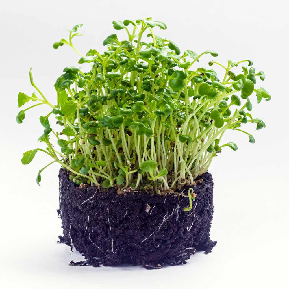 Mustard Microgreen Seeds (25g) - Image 3
