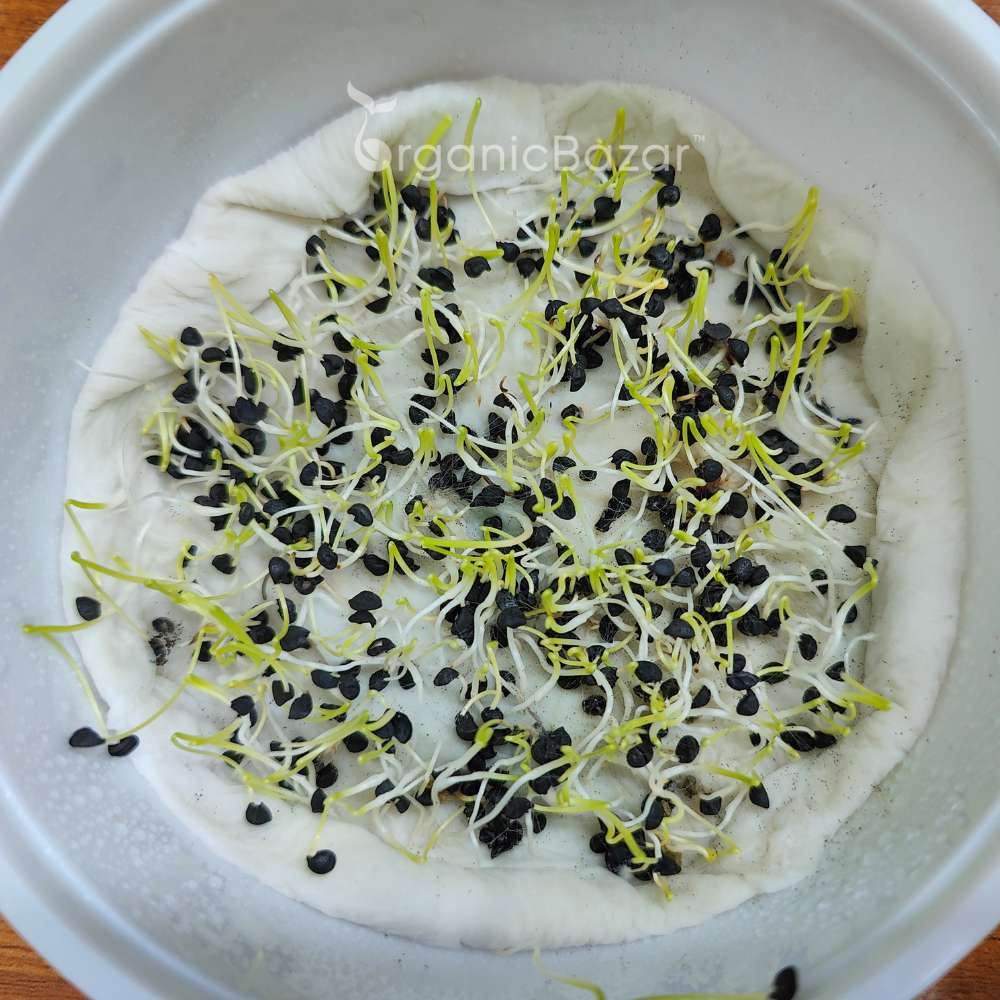 Onion Microgreen Seeds (25g) - Image 5