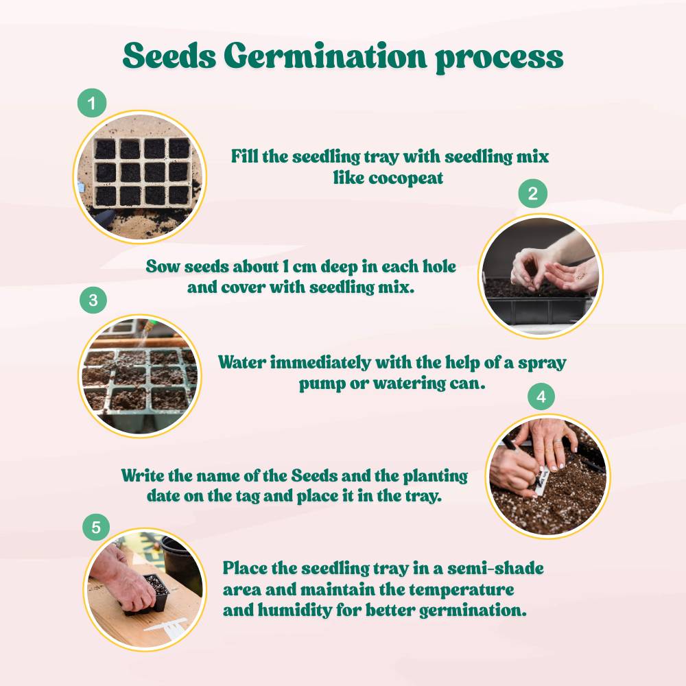 Onion (Pyaj) White Globe Seeds - 500 Seeds (सफेद प्याज के बीज) High Yield/High Germination/Best Seeds for Terrace Gardening - Image 6