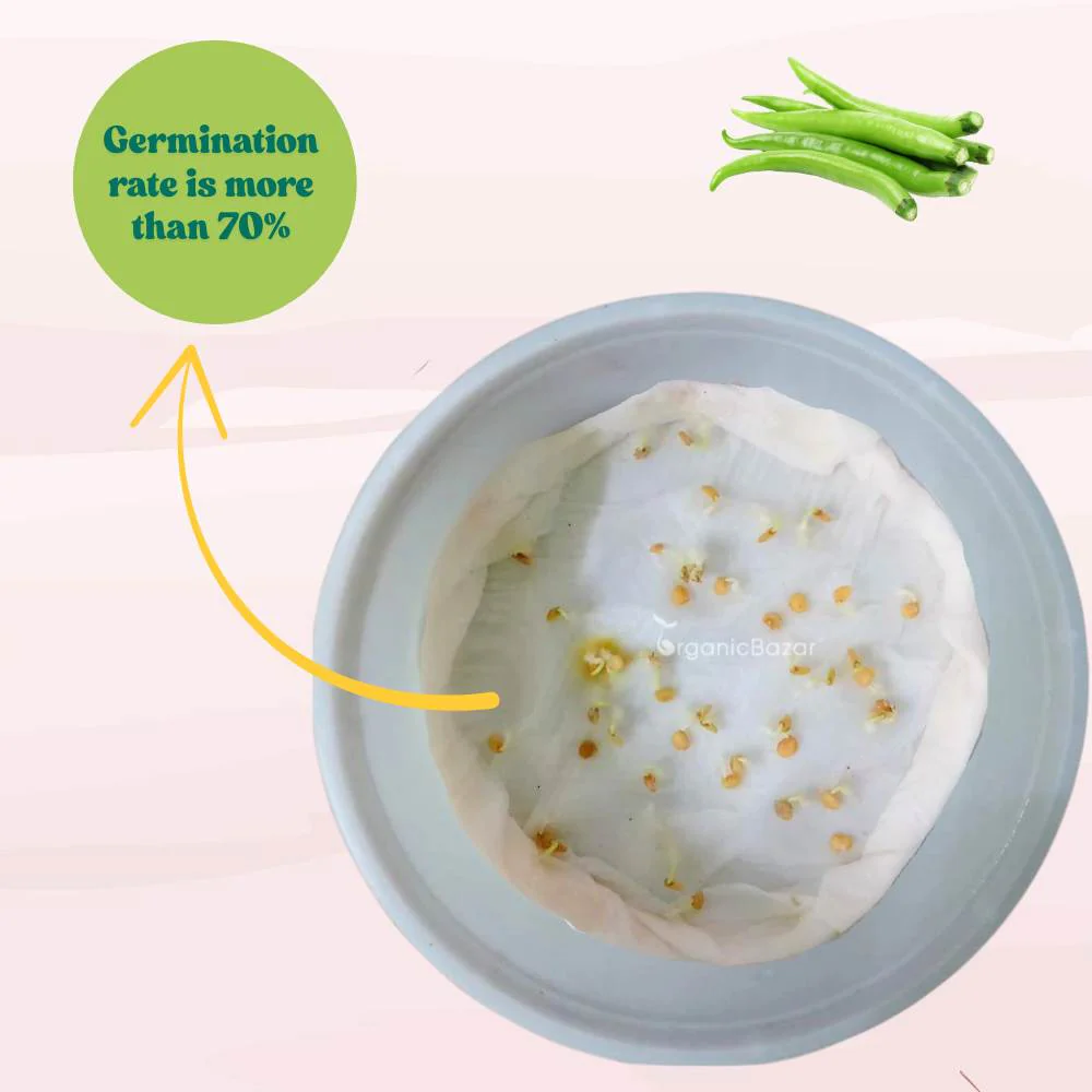 Untreated Chilli Seeds For Organic Gardening - 50 Seeds (Mirch/ मिर्च के बीज) - Image 4