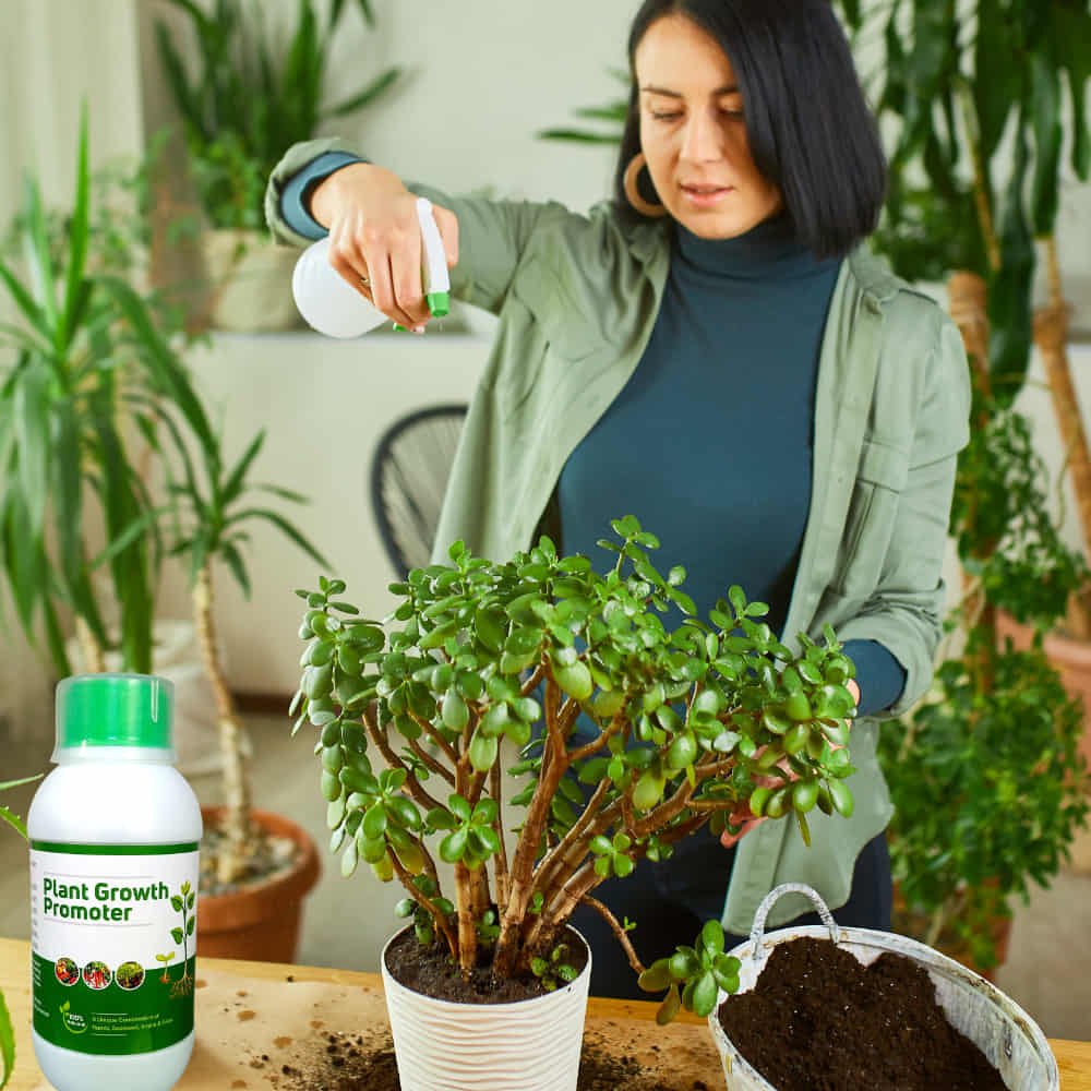 Organic Plant Growth Promoter (Liquid Fertilizer) - Image 4