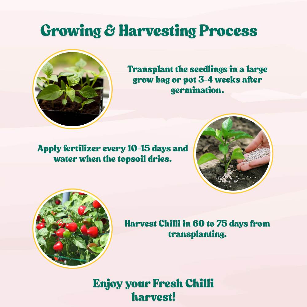 Ornamental Chilly Choice Round Mix Seeds - (50 Seeds) High Yield | High Germination | Best for Home Gardens (मिर्च के बीज) - Image 6