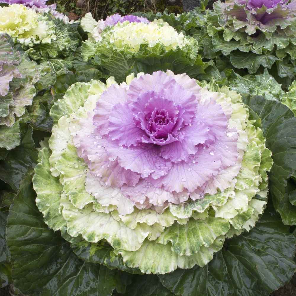 Ornamental Kale Fringed Leaves Mix Seeds - 200 Seeds(Flowering Kale / सजावटी गोभी के बीज) Easy To Grow, High Germination, Perfect for pots, balconies, or Terrace gardens - Image 2