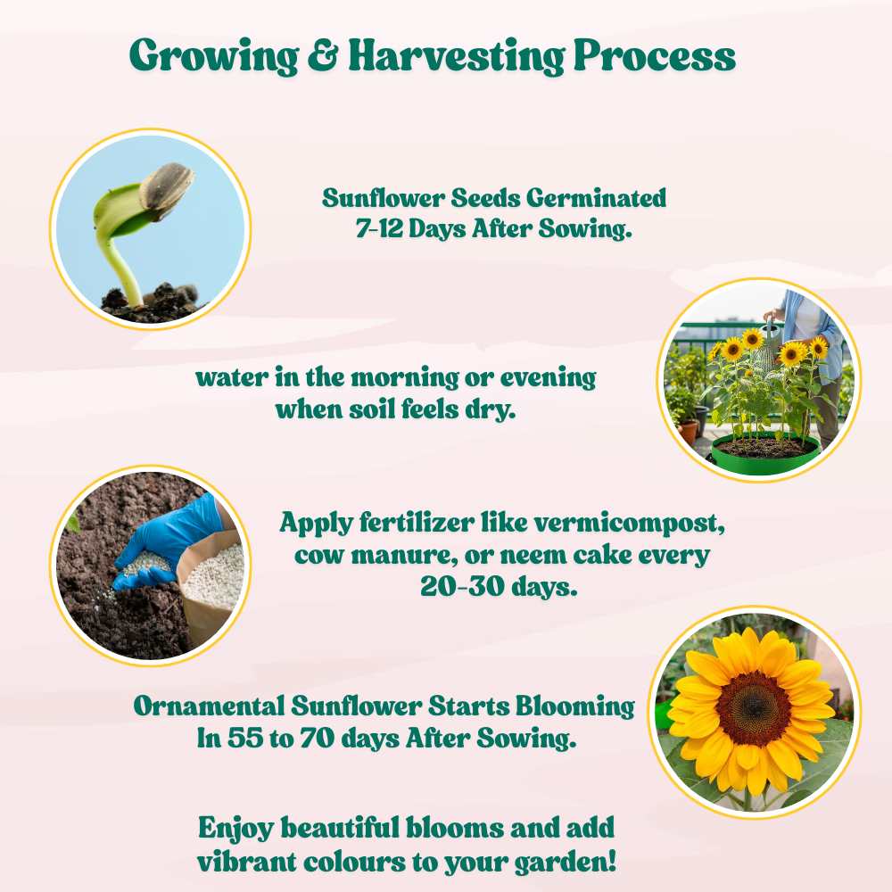 Ornamental Sunflower Seeds For Home Gardening - 10 Seeds (Surajmukhi/ सूरजमुखी के बीज)High Germination/ Easy To grow/ Perfect For Terrace gardening - Image 7