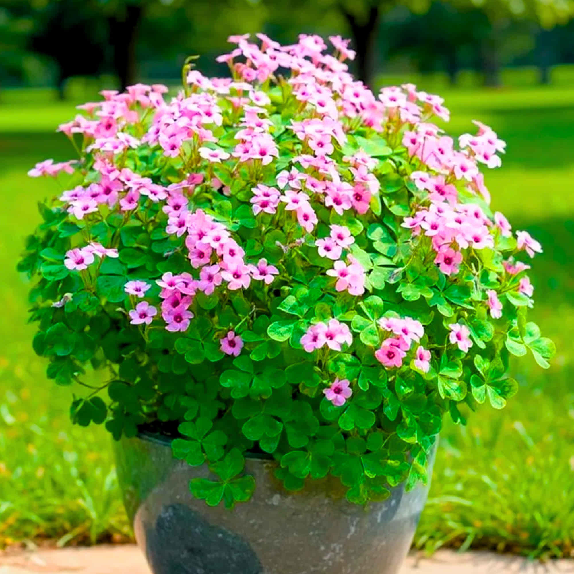 Oxalis Pink Flower Bulbs (05N)