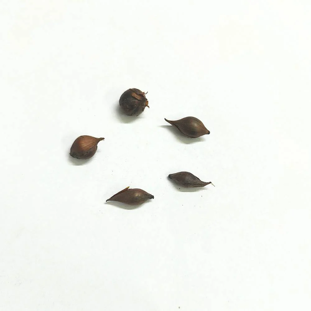 Oxalis Pink Flower Bulbs (05N) - Image 2