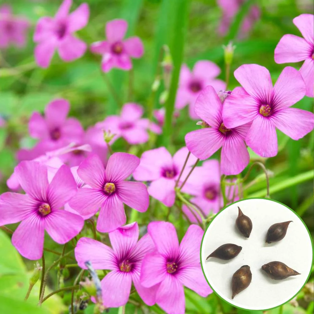 Oxalis Pink Flower Bulbs (05N) - Image 3